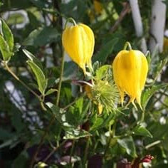 Flower Seeds, Seeds,Seeds For Planting,Plant Seeds