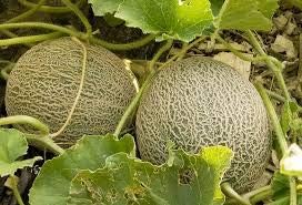 Fruit Seeds,Garden seeds, Seeds For Planting,Plant Seeds