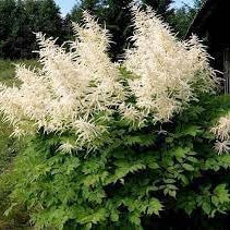 Flower Seeds, Seeds,Seeds For Planting,Plant Seeds