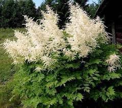 Flower Seeds, Seeds,Seeds For Planting,Plant Seeds