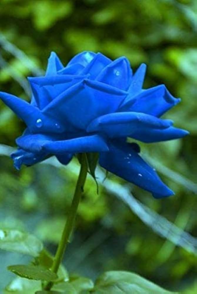 Dark Blue Away Rose Flower Seeds for Planting - Heirloom, Non-GMO, High Germination Organic Garden Seeds