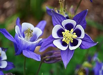 Flower Seeds, Seeds,Seeds For Planting,Plant Seeds