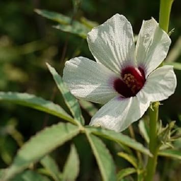 Flower Seeds, Seeds,Seeds For Planting,Plant Seeds