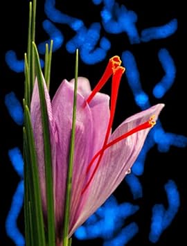 Flower Seeds, Seeds,Seeds For Planting,Plant Seeds
