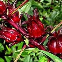 Vegetable Seeds,Garden seeds, Seeds For Planting,Plant Seeds