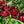Vegetable Seeds,Garden seeds, Seeds For Planting,Plant Seeds