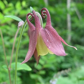 Flower Seeds, Seeds,Seeds For Planting,Plant Seeds