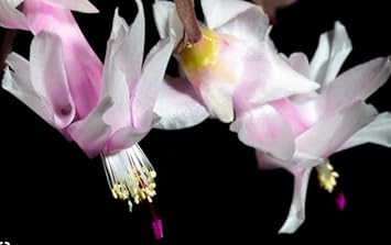 Flower Seeds, Seeds,Seeds For Planting,Plant Seeds