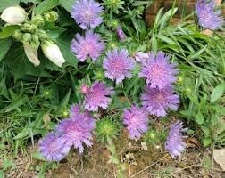 Flower Seeds, Seeds,Seeds For Planting,Plant Seeds