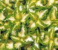 Green Yellow Coleus Flower Seeds for Planting – Heirloom, Non-GMO Long Bloom Season, High Germination Seeds