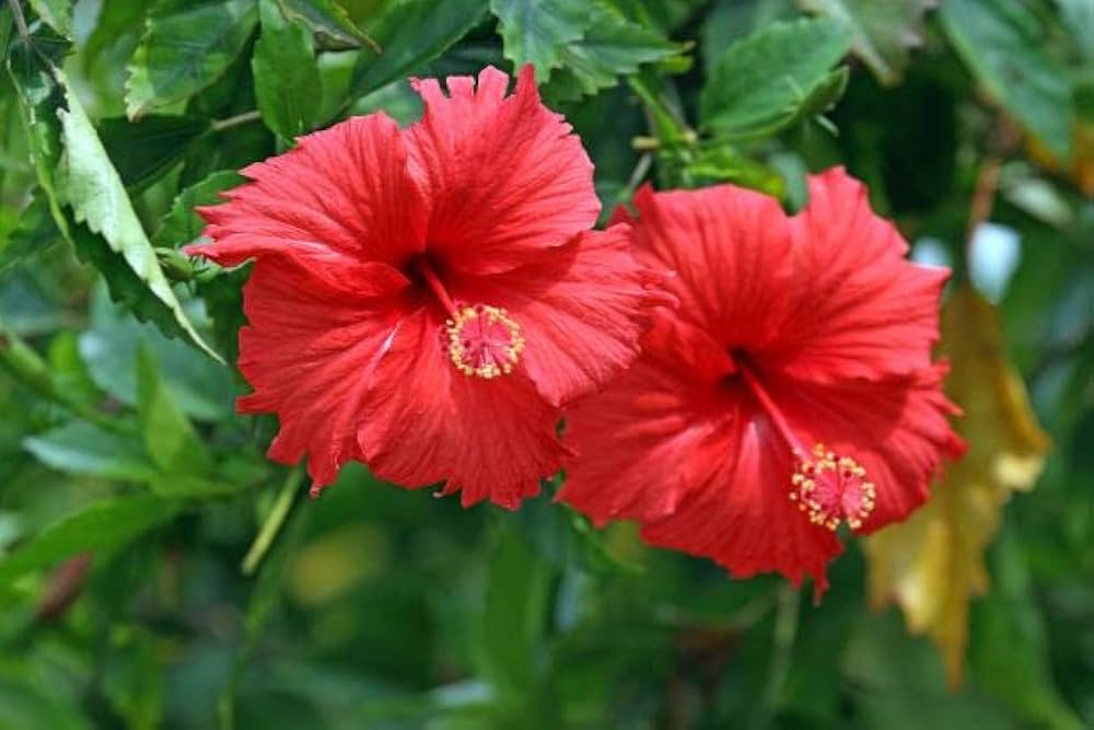 Hibiscus Flower Seeds in Orange for Planting – Heirloom Non-GMO, High Germination Organic Garden Seeds