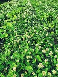 Flower Seeds, Seeds,Seeds For Planting,Plant Seeds