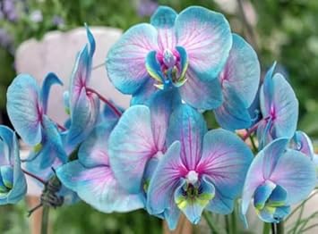 Flower Seeds, Seeds,Seeds For Planting,Plant Seeds