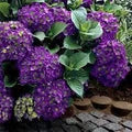 Violet Hydrangea Flower Seeds for Planting – Low Maintenance, Heirloom, Non-GMO, High Germination Organic Garden Seeds
