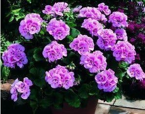 Flower Seeds, Seeds,Seeds For Planting,Plant Seeds