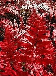 Flower Seeds, Seeds,Seeds For Planting,Plant Seeds