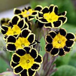 Flower Seeds, Seeds,Seeds For Planting,Plant Seeds