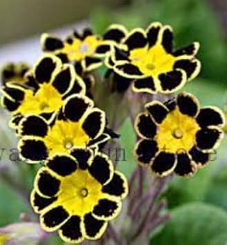 Flower Seeds, Seeds,Seeds For Planting,Plant Seeds