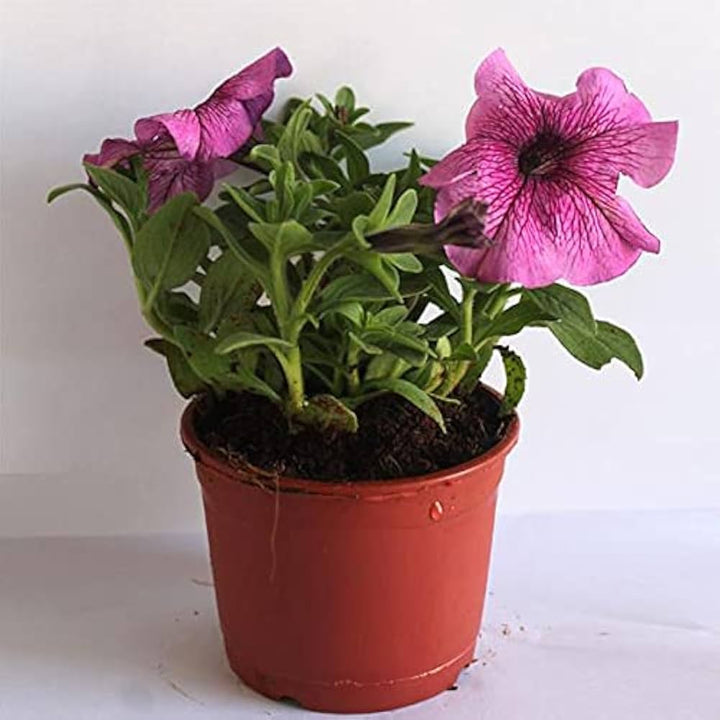 Pink Black Petunia Flower Seeds for Planting – Heirloom Non-GMO Organic Garden Seeds, High Germination