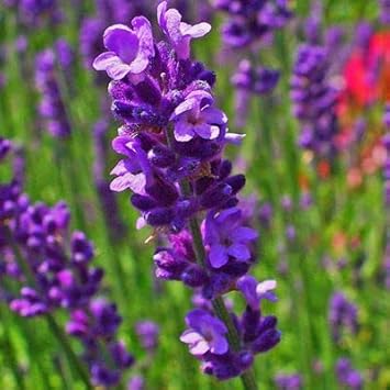 Flower Seeds, Seeds,Seeds For Planting,Plant Seeds