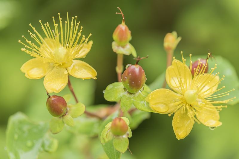 Hypericum Flower seeds for Planting - Colorful Display, Heirloom, Non-GMO, High Germination