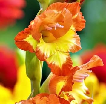 Flower Seeds, Seeds,Seeds For Planting,Plant Seeds