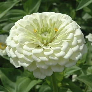 Flower Seeds, Seeds,Seeds For Planting,Plant Seeds