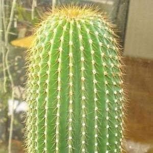 Flower Seeds, Seeds,Seeds For Planting,Plant Seeds