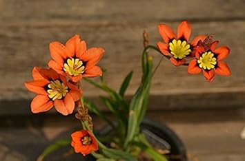 Flower Seeds, Seeds,Seeds For Planting,Plant Seeds