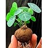 Caudex Seeds for Planting – Colorful Display, Heirloom &amp; Non-GMO Organic Garden Seeds