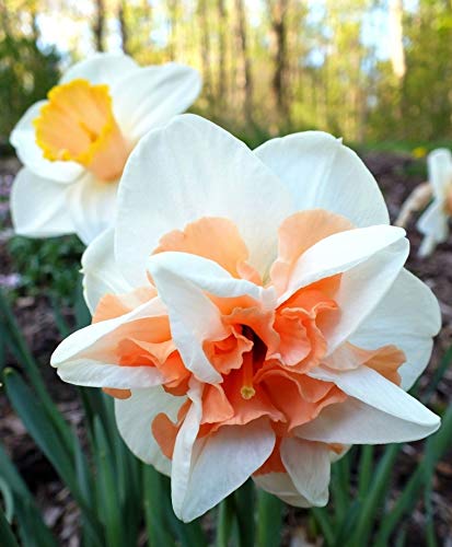 White Mix Double Petal Narcissus Flower Seeds for Planting | Heirloom Non-GMO