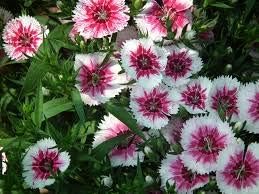 Flower Seeds, Seeds,Seeds For Planting,Plant Seeds
