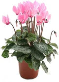 Baby Pink Cyclamen Flower Seeds for Planting – Pollinator Friendly, Heirloom, Non-GMO, High Germination