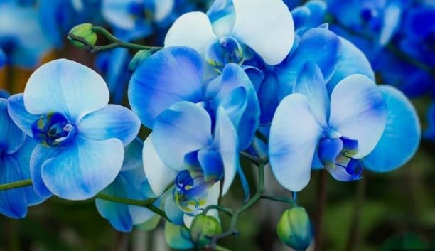 Flower Seeds, Seeds,Seeds For Planting,Plant Seeds