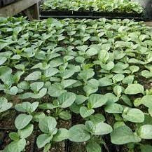 Herb Seeds,Garden seeds, Seeds For Planting,Plant Seeds
