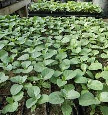 Herb Seeds,Garden seeds, Seeds For Planting,Plant Seeds