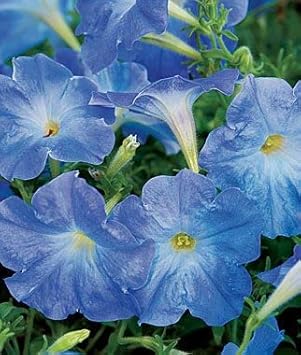 Flower Seeds, Seeds,Seeds For Planting,Plant Seeds