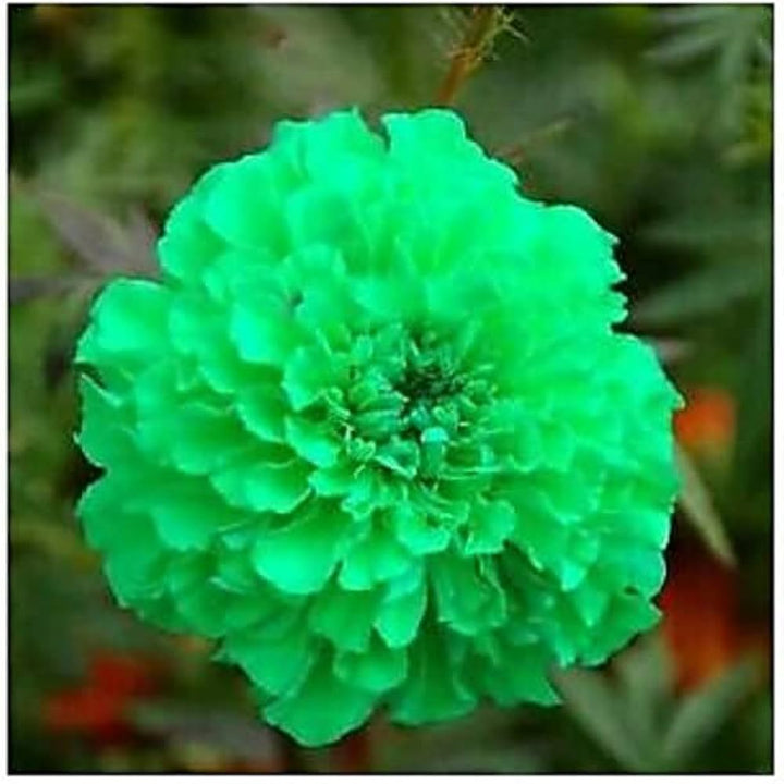 Marigold Green Flower Seeds for Planting – Heirloom, Non-GMO, High Germination Organic Garden Seeds