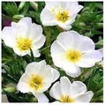 White Primrose Flower Seeds for Planting – Heirloom, Non-GMO, High Germination Organic Garden Seeds