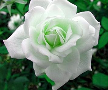 Flower Seeds, Seeds,Seeds For Planting,Plant Seeds