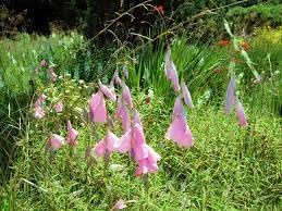 Flower Seeds, Seeds,Seeds For Planting,Plant Seeds