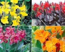 Flower Seeds, Seeds,Seeds For Planting,Plant Seeds
