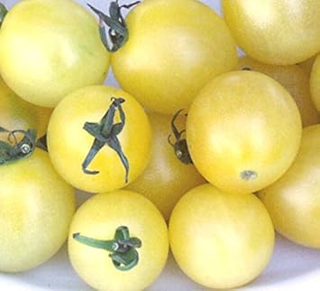 Vegetable Seeds,Garden seeds, Seeds For Planting,Plant Seeds