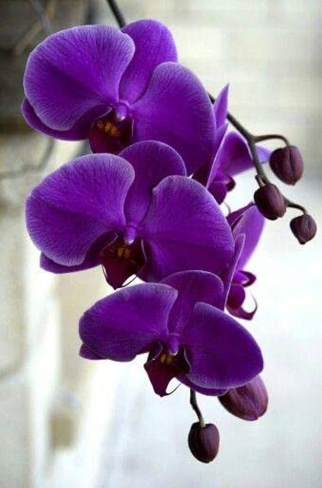Violet Butterfly Orchid Flower Seeds for Planting – Heirloom Non-GMO, High Germination Organic Garden Seeds