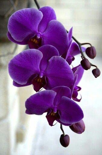 Violet Butterfly Orchid Flower Seeds for Planting – Heirloom Non-GMO, High Germination Organic Garden Seeds