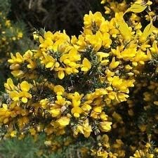 Flower Seeds, Seeds,Seeds For Planting,Plant Seeds