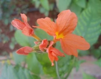 Flower Seeds, Seeds,Seeds For Planting,Plant Seeds