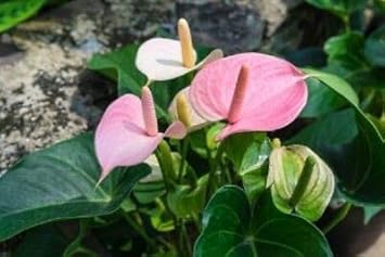 Flower Seeds, Seeds,Seeds For Planting,Plant Seeds