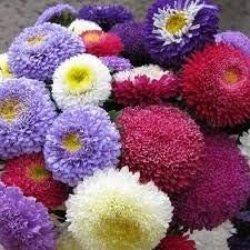 Flower Seeds, Seeds,Seeds For Planting,Plant Seeds