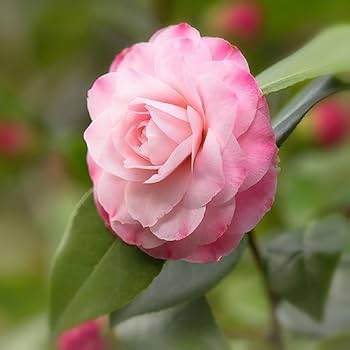 White Purple Camellia Flower Seeds for Planting – Heirloom, Non-GMO, High Germination Organic Garden Seeds